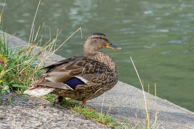 Brug internettet til at løse krydsord: De bedste digitale værktøjer